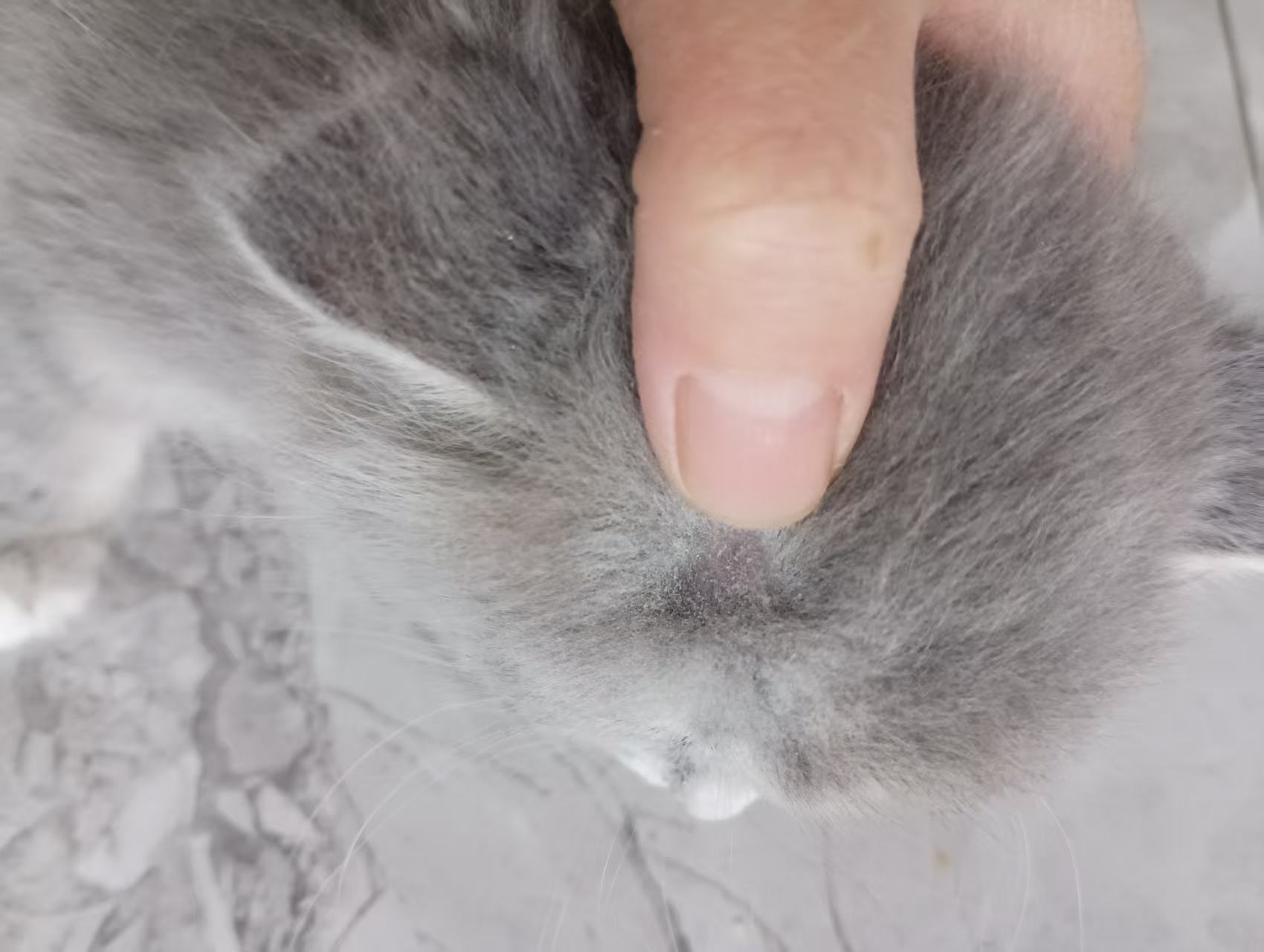 蓝金长毛高脚 蓝金长毛 蓝猫长毛脑门上有一个手指甲大的癣印